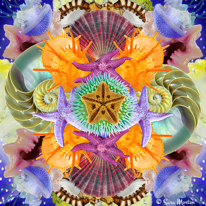 A vibrant kaleisopscope digital collage art print featuring starfish, sea stars, seashells, and jellyfish in an intricate design.