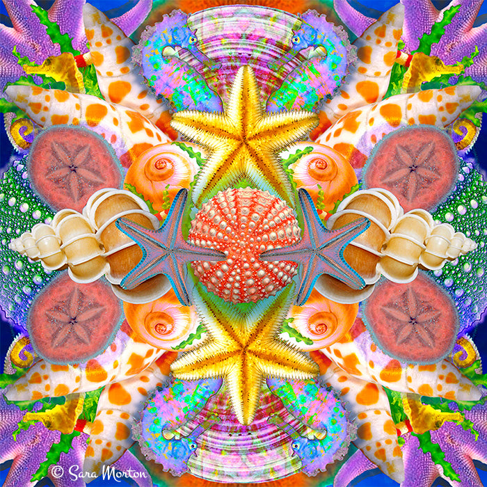 A colorful kaleidoscope collage art print featuring sea horses, starfish, sand dollars, seashells, and sea urchin shells.