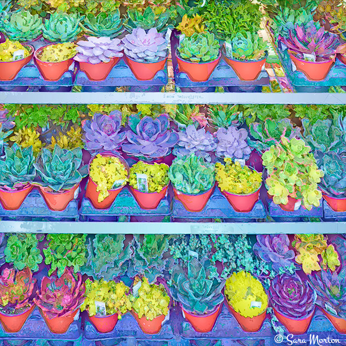 Succulent plants painted in digital watercolor style. Original artwork screen version, how the art appears before printing.