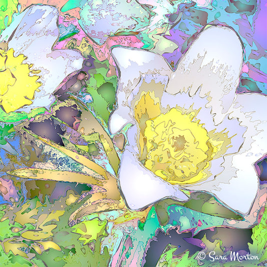 Close-up detail of white alpine flower showing abstract art style and texture by Artist Sara Morton