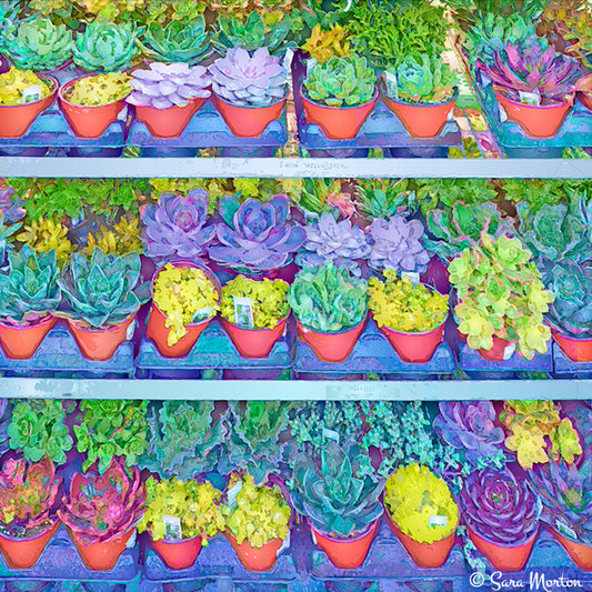 Succulent Plants Garden Watercolor Style Painting - Art Print