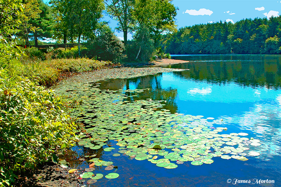 Houghton's Pond in Milton MA surrounded by trees and greenery with lily pads on the water. Fine Art Print by Artist James Morton