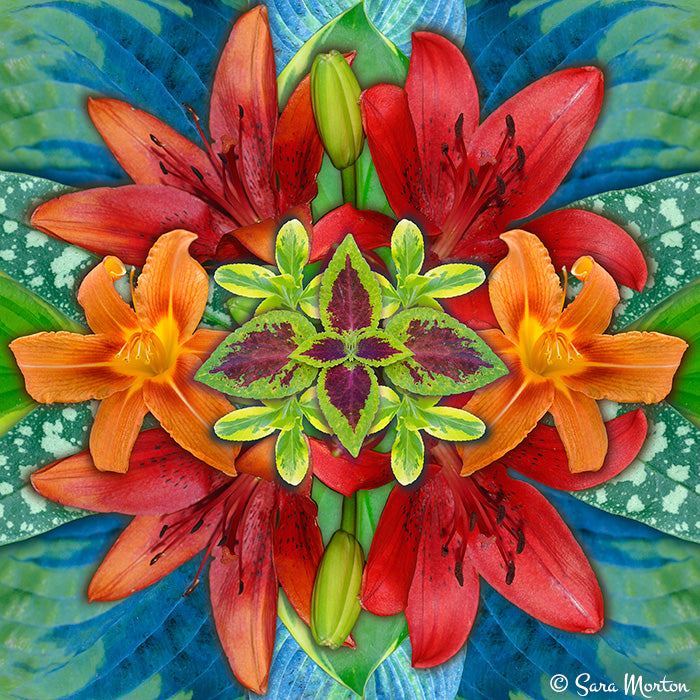Rendezvous kaleidoscope collage art print  featuring orange daylilies, red Asiatic lilies, purple coleus, and hosta leaves in a symmetrical floral design