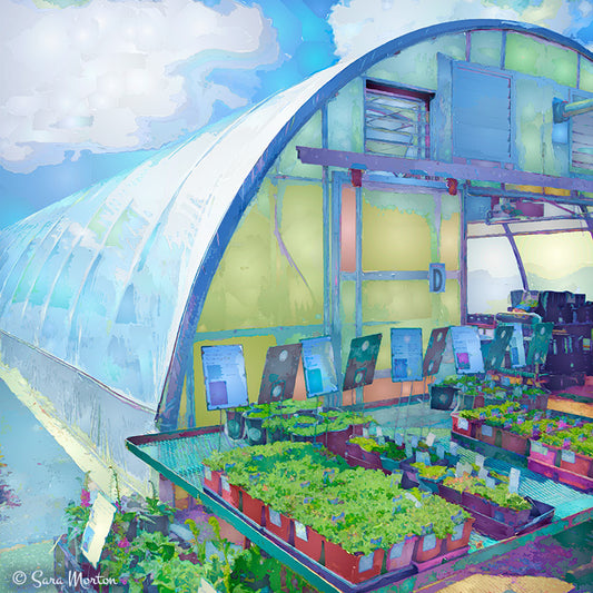 Watercolor painting of garden featuring a quonset-hut style greenhouse surrounded by clouds with small potted plants displayed outside