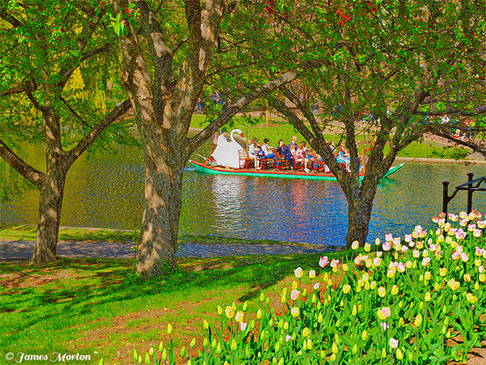 Fine art print of Swan Boat in Boston Public Garden, seen through cherry trees – artwork by James Morton
